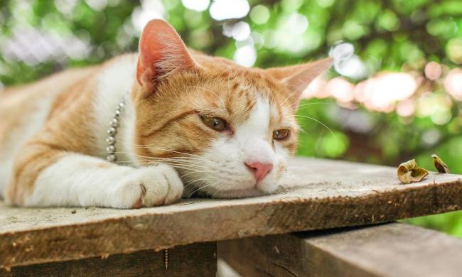 an orange and white cat lounging on wood plank