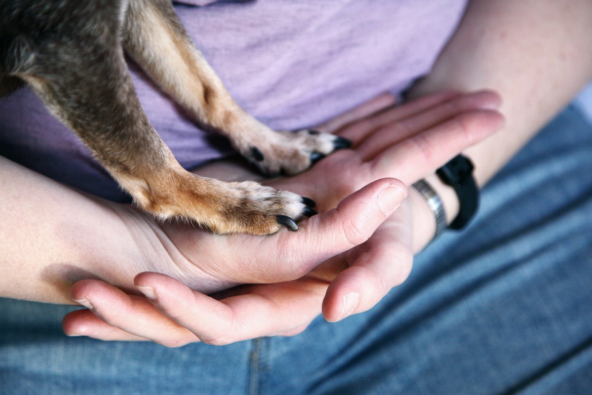 a dog's paws on hand