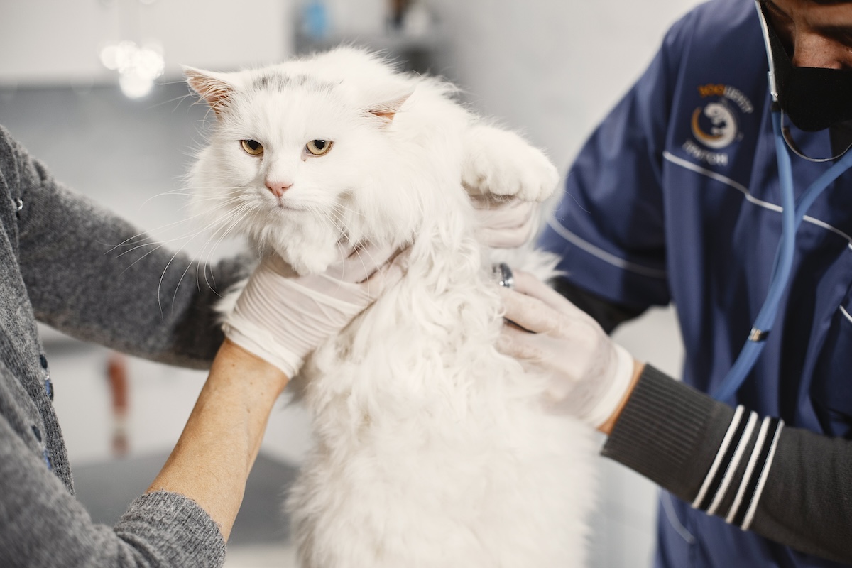 Two vets hold a white cat in the exam room