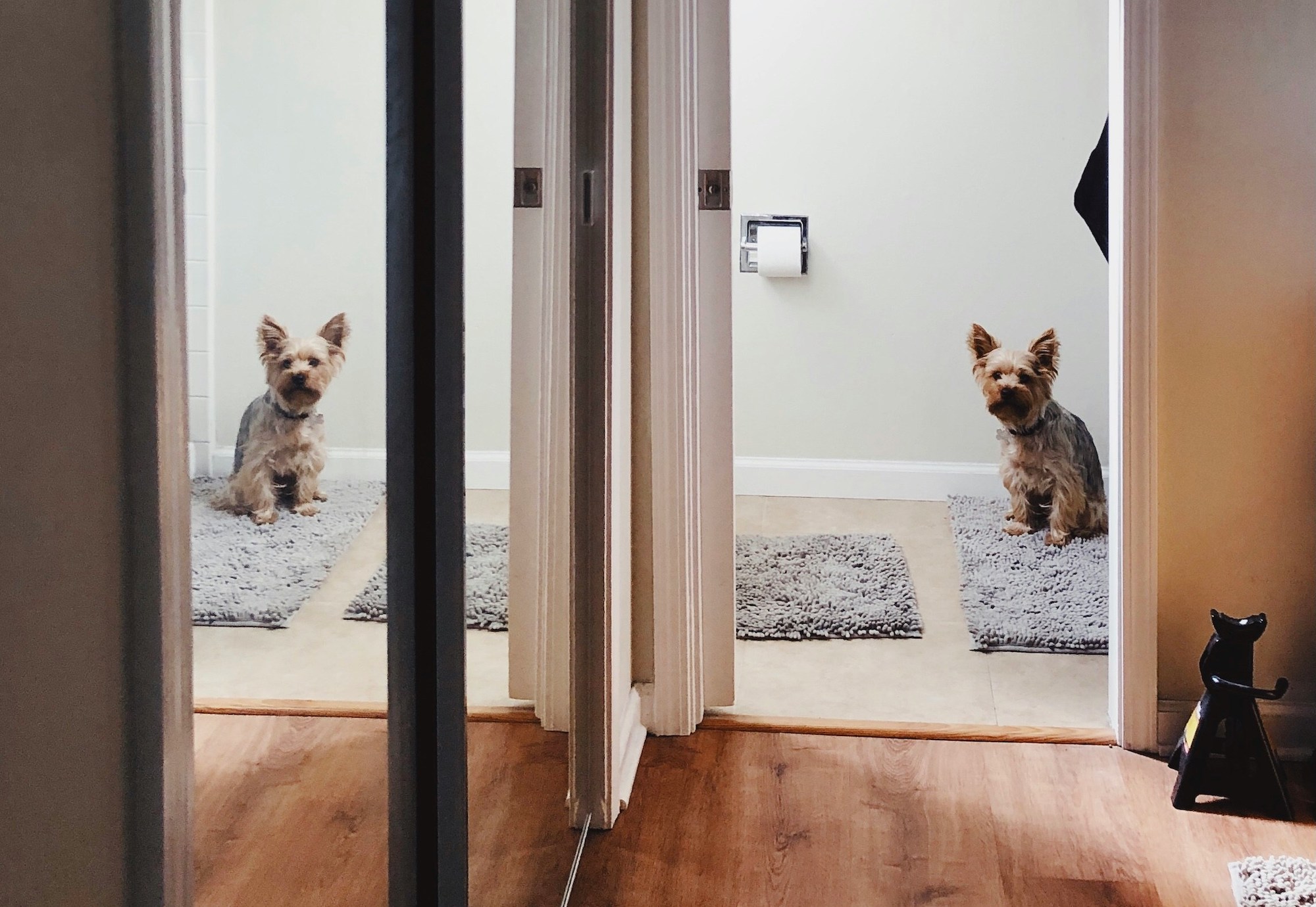 A Yorkshire Terrier sits in the bathroom and is seen reflected in the hallway mirror 