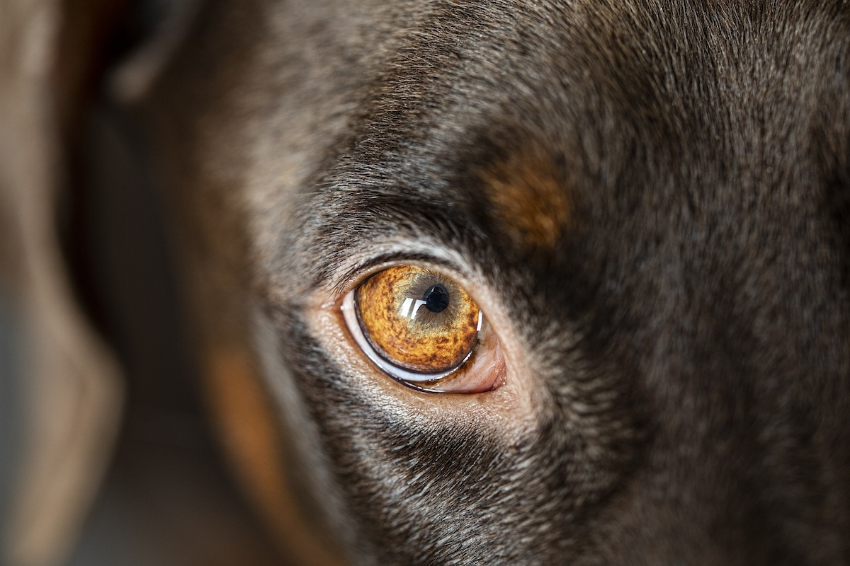 Closeup of dog eye