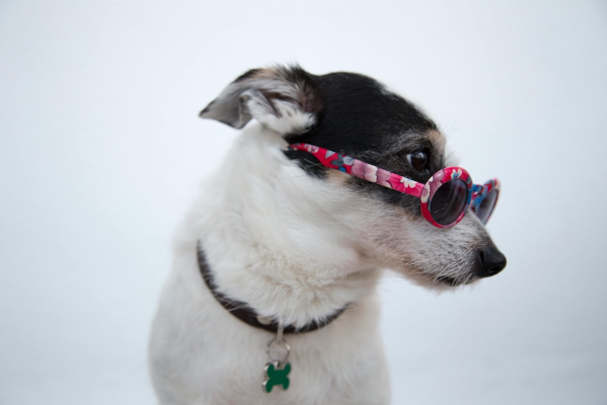 Dog wears sunglasses and turns his face to the side