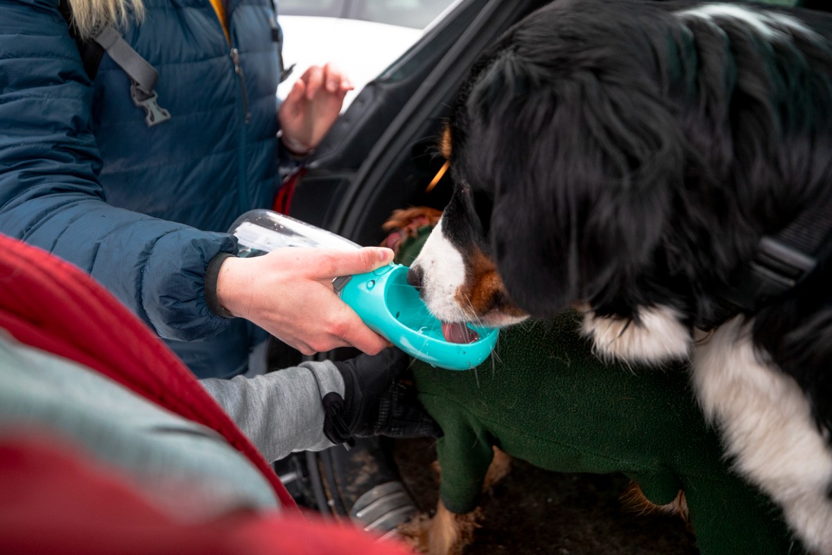 best dog water bottle