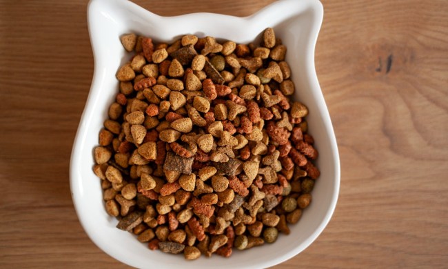 best dry cat food