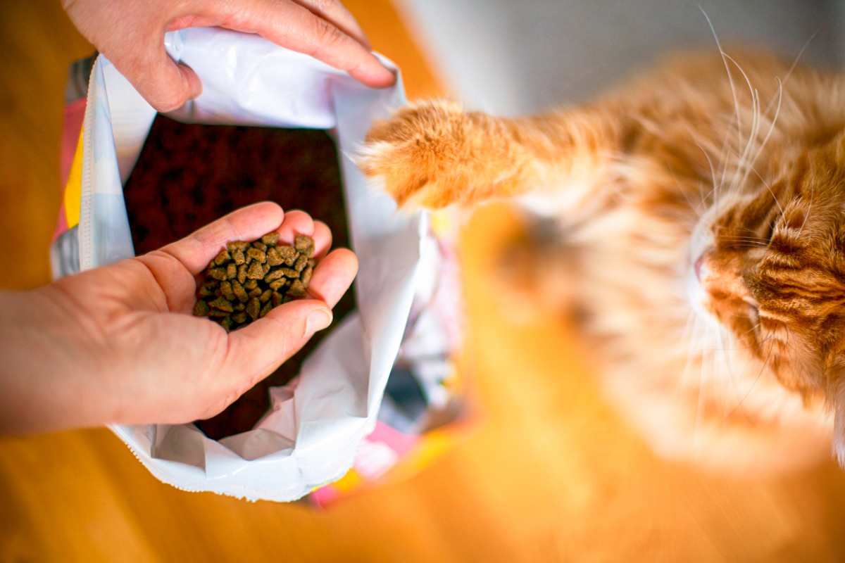 best dry cat food