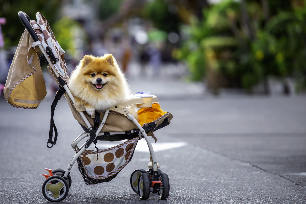 The Best Dog Strollers of 2024 PawTracks