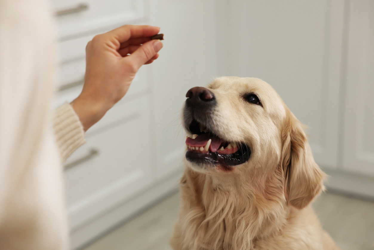 giving salmon oil chew to dog