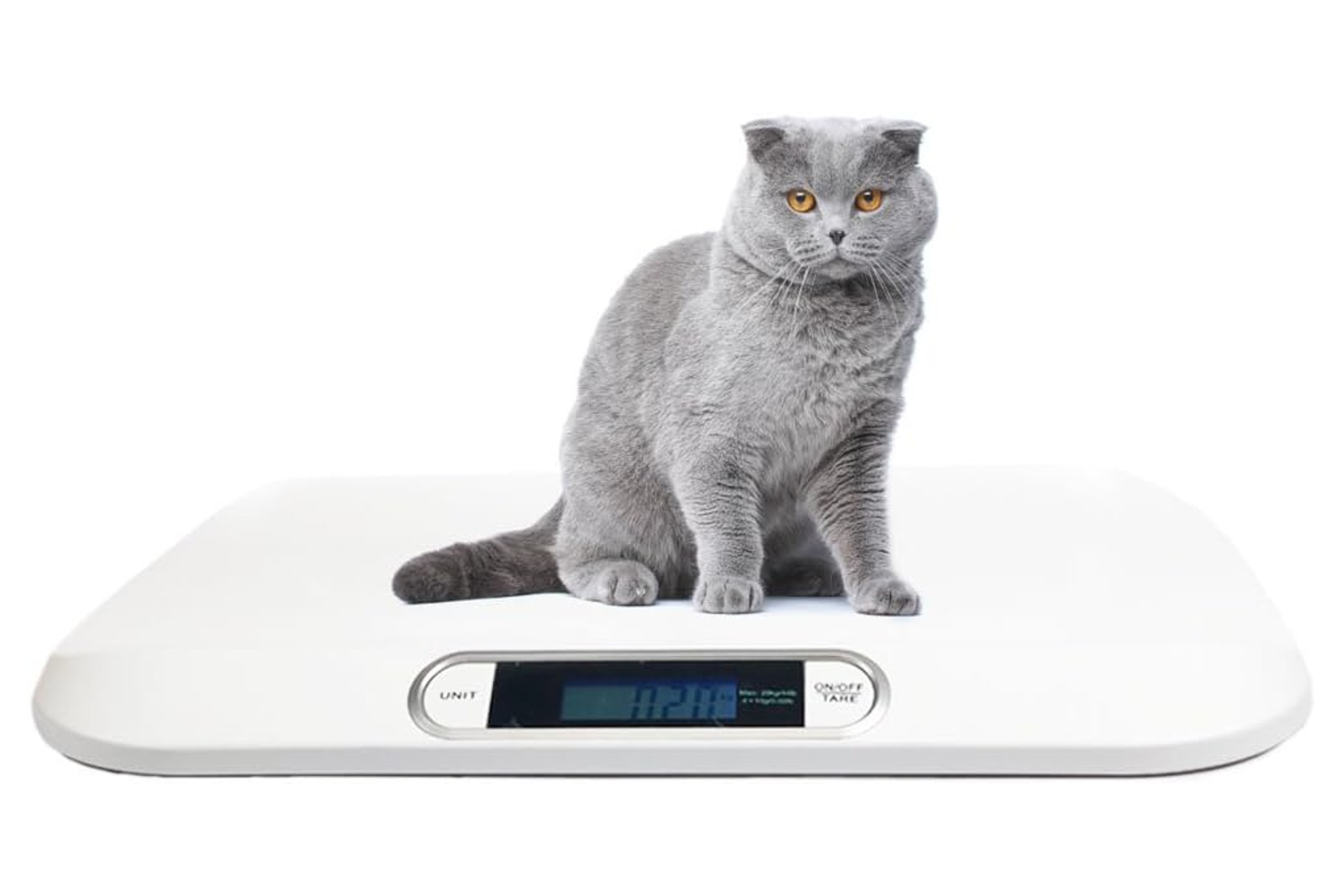 ibe supply pet scale