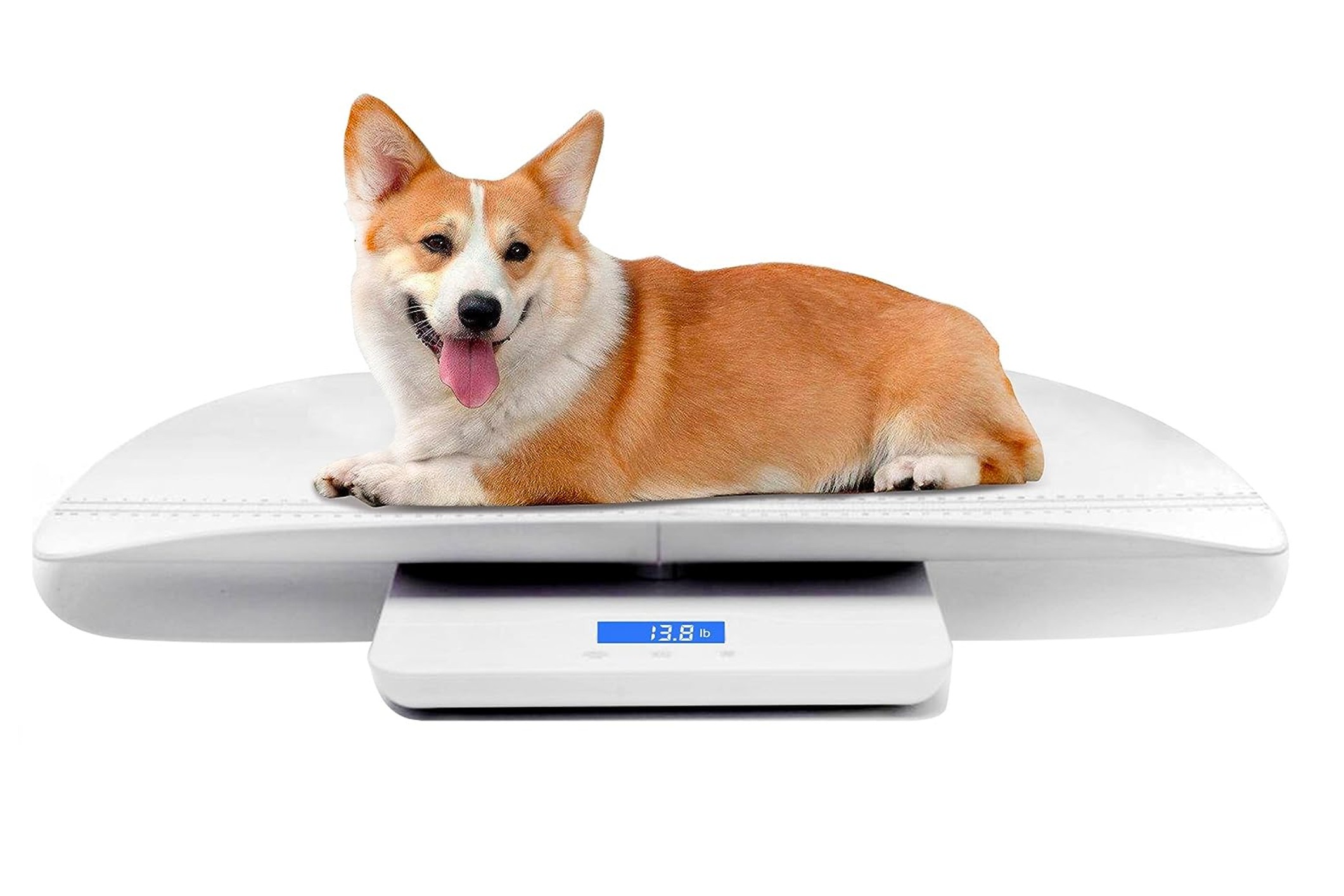 mindpet pet scale