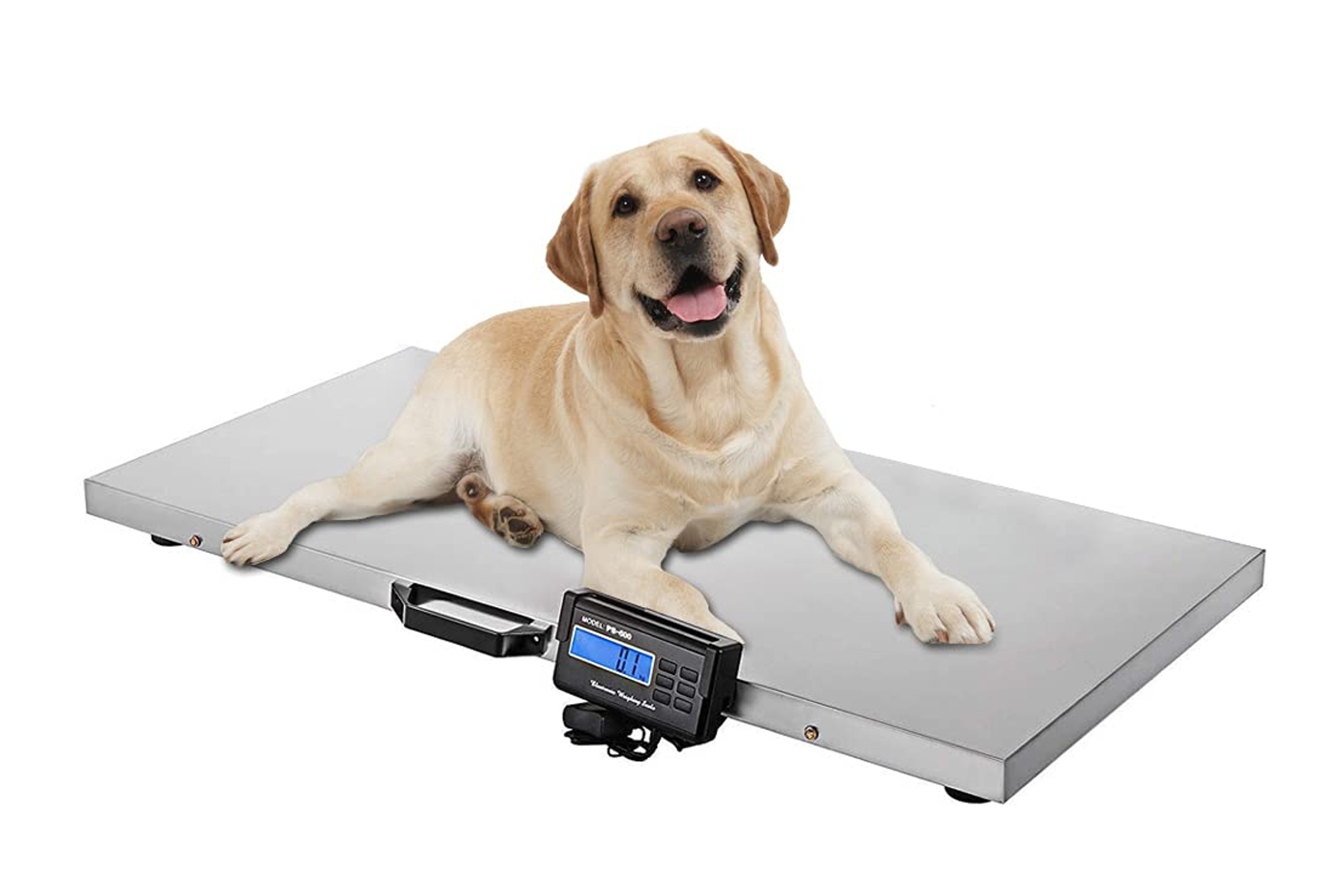 nice choose pet scale