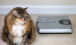 best pet scale