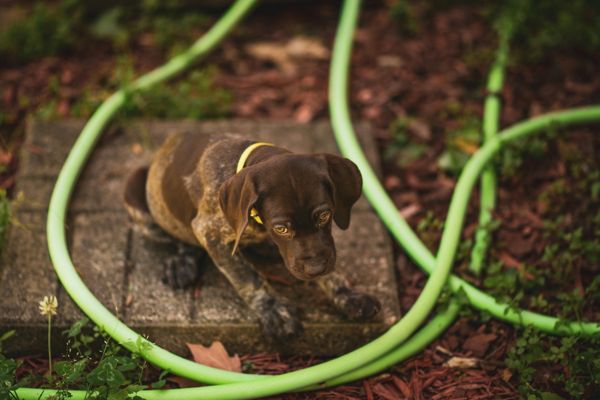 a chocolate lab by a hose