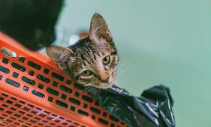 Cat in a basket with plastic bag