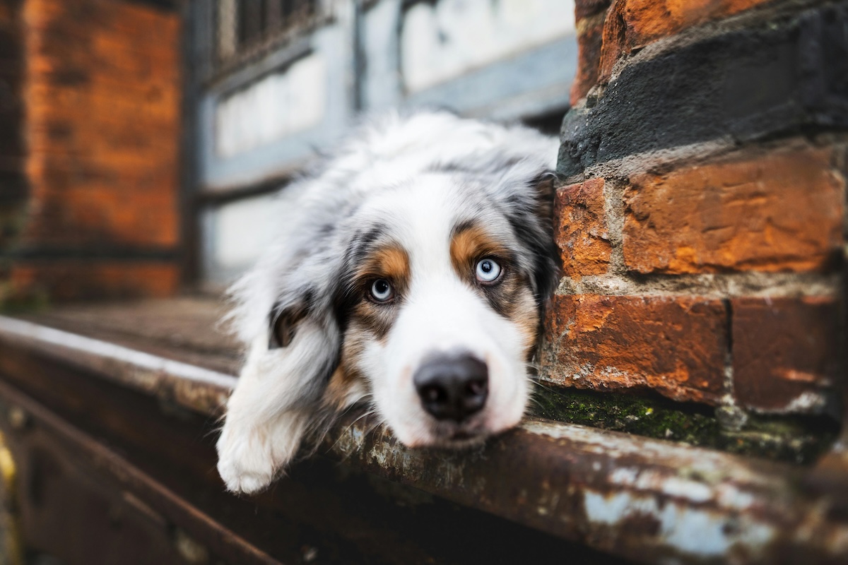 Australian shepherd by brick wall