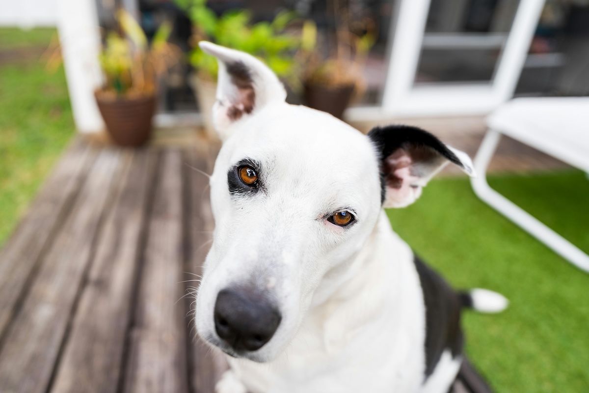 close up of a black and white dog