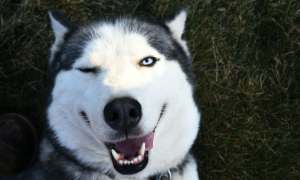 Siberian husky winking