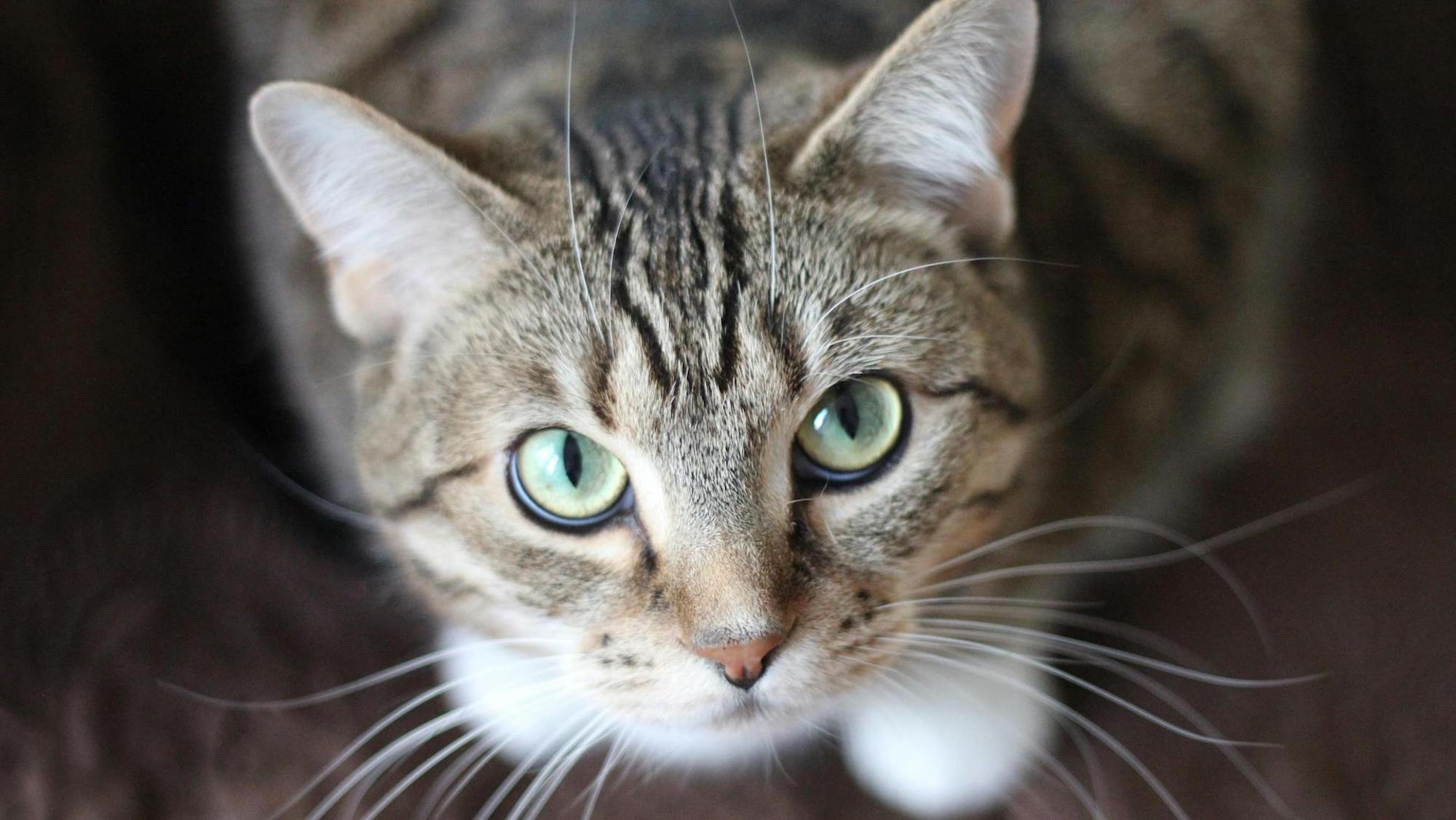 A tabby cat looks up eith blue eyes