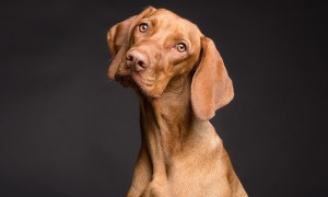 A brown vizsla dog's portrait in front of a black background