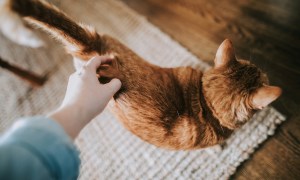 A person scratches their cat's back