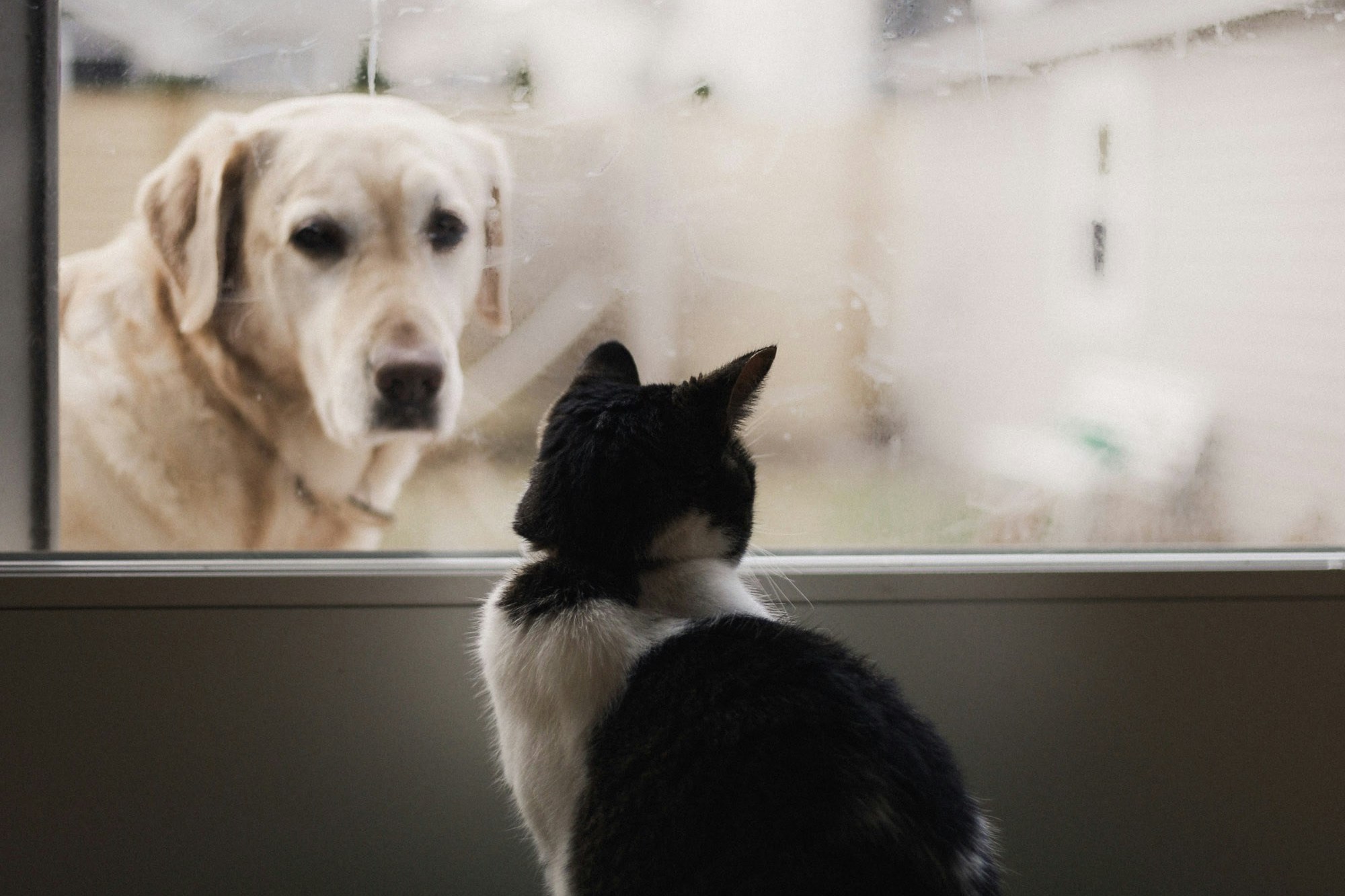 A black and white cat looks through a window at a Labrador dog