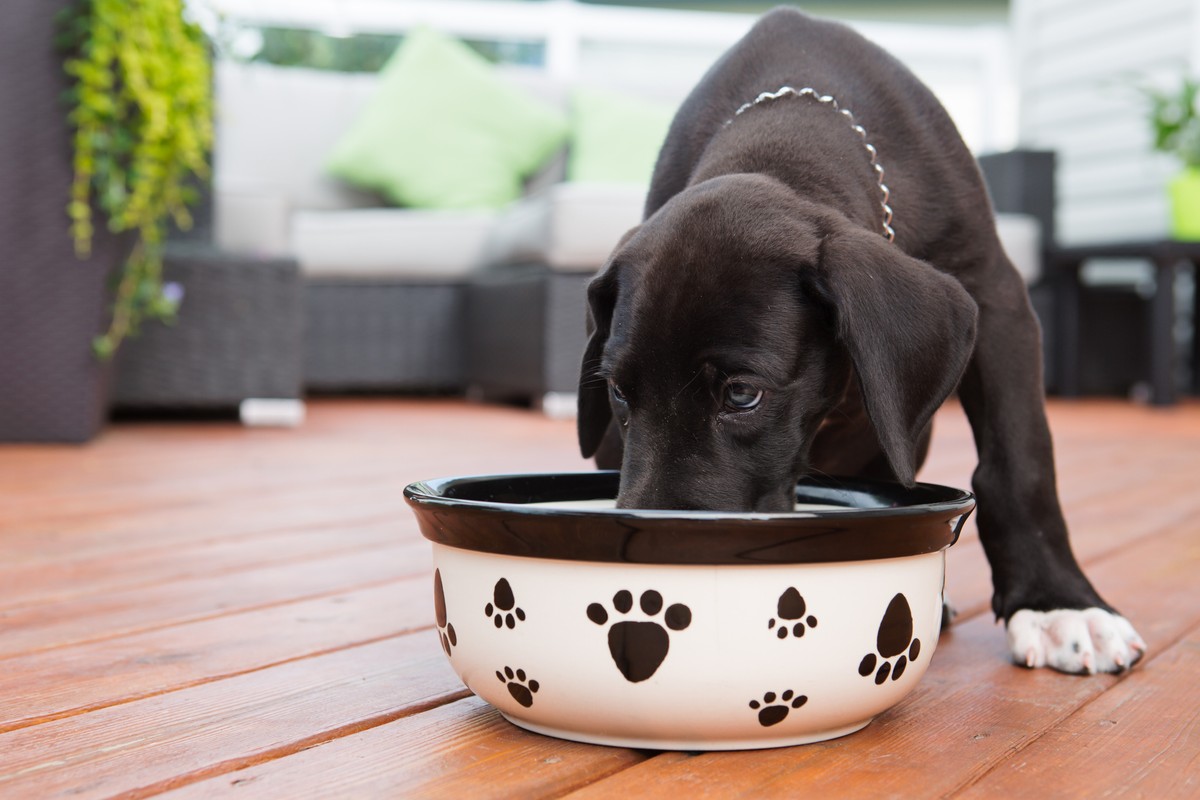 best dog slow feeder bowl