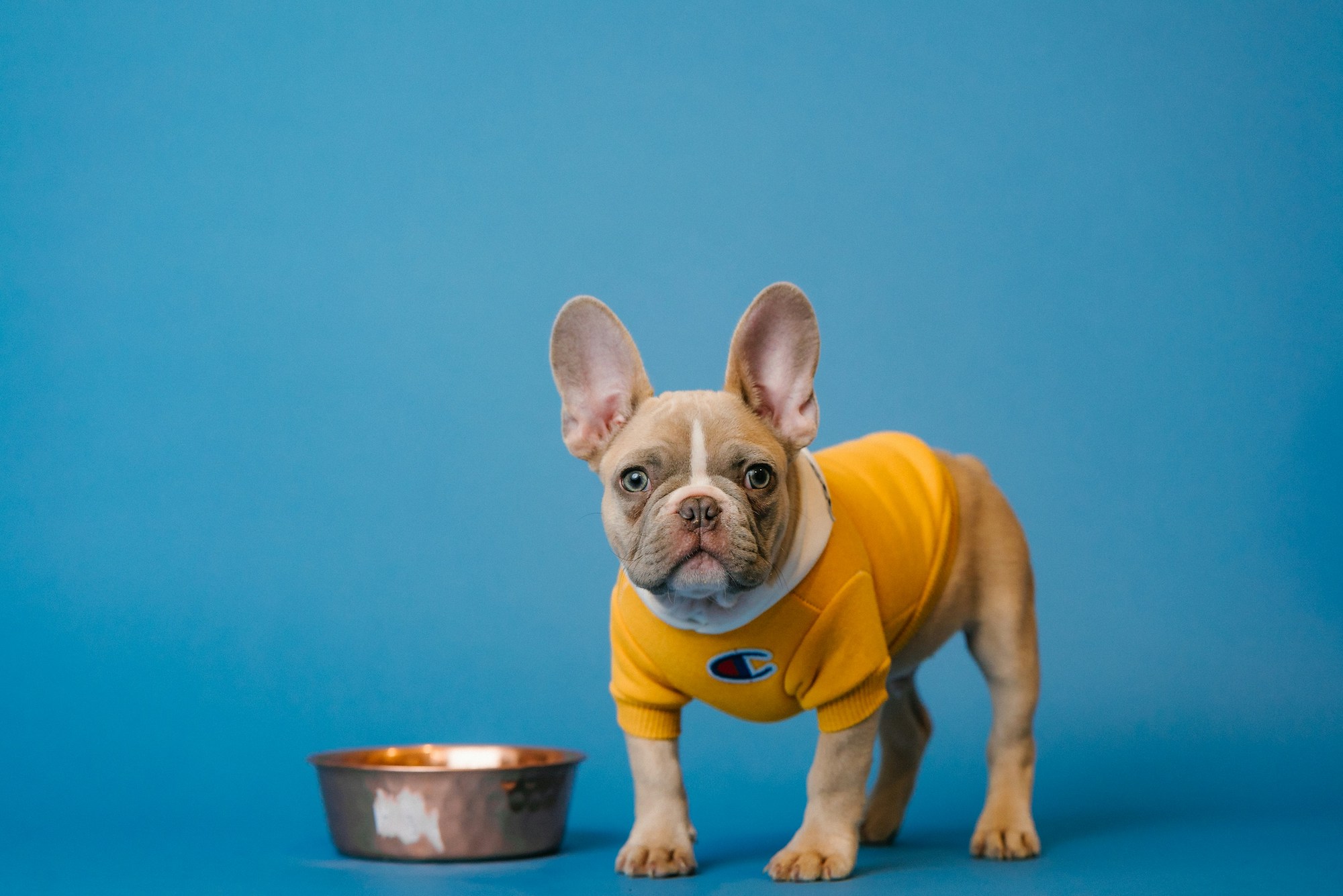 A French Bulldog puppy wearing a yellow sweater stands next to a dog bowl in front of a blue background