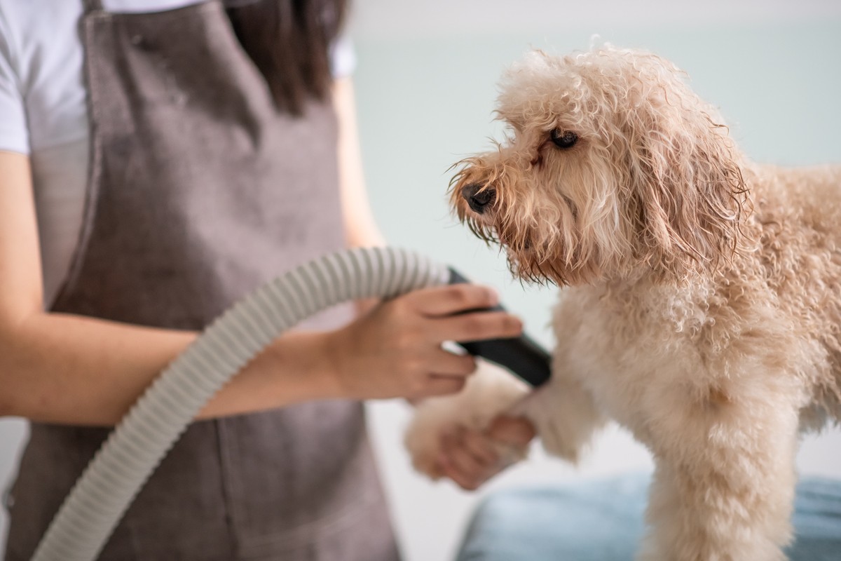 best pet grooming vacuum