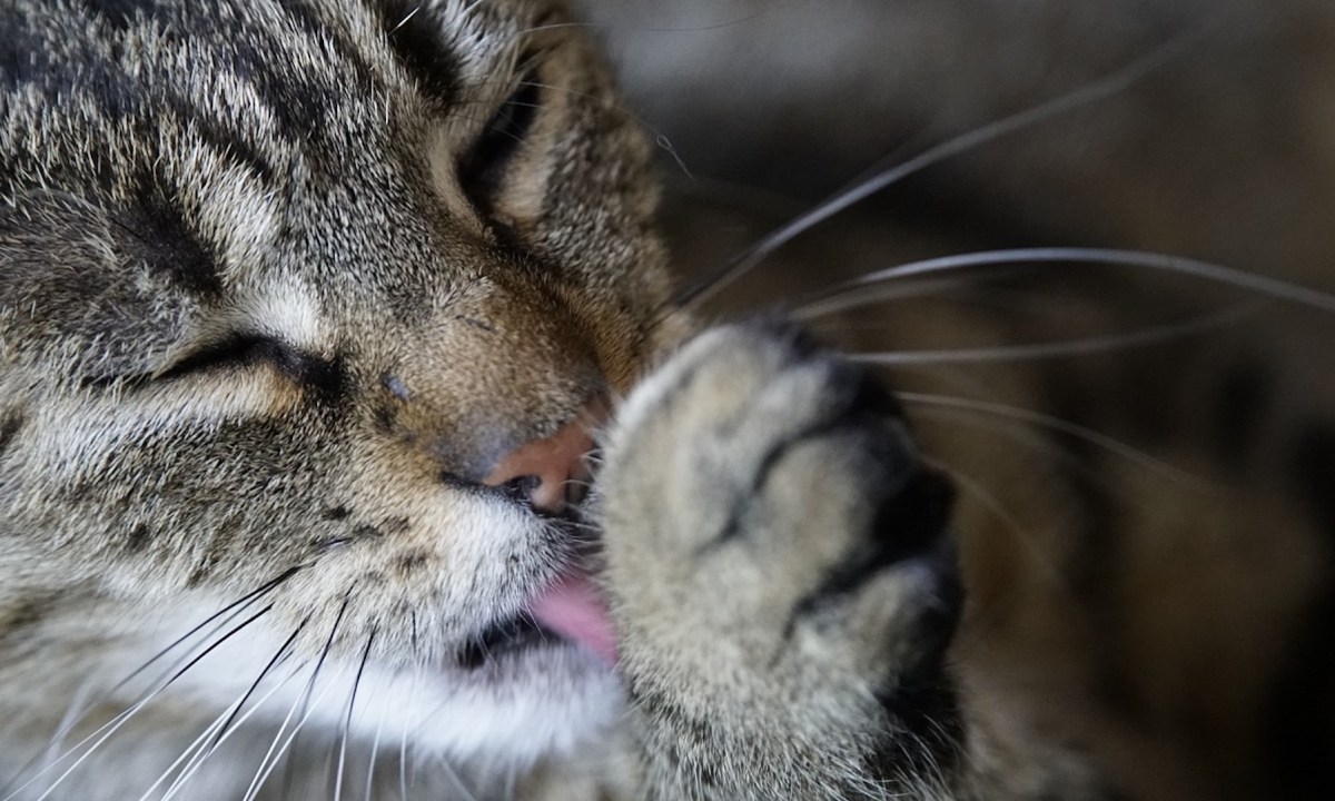 A tabby cat licks their paw, close up