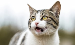 A white and tabby cat with their mouth open