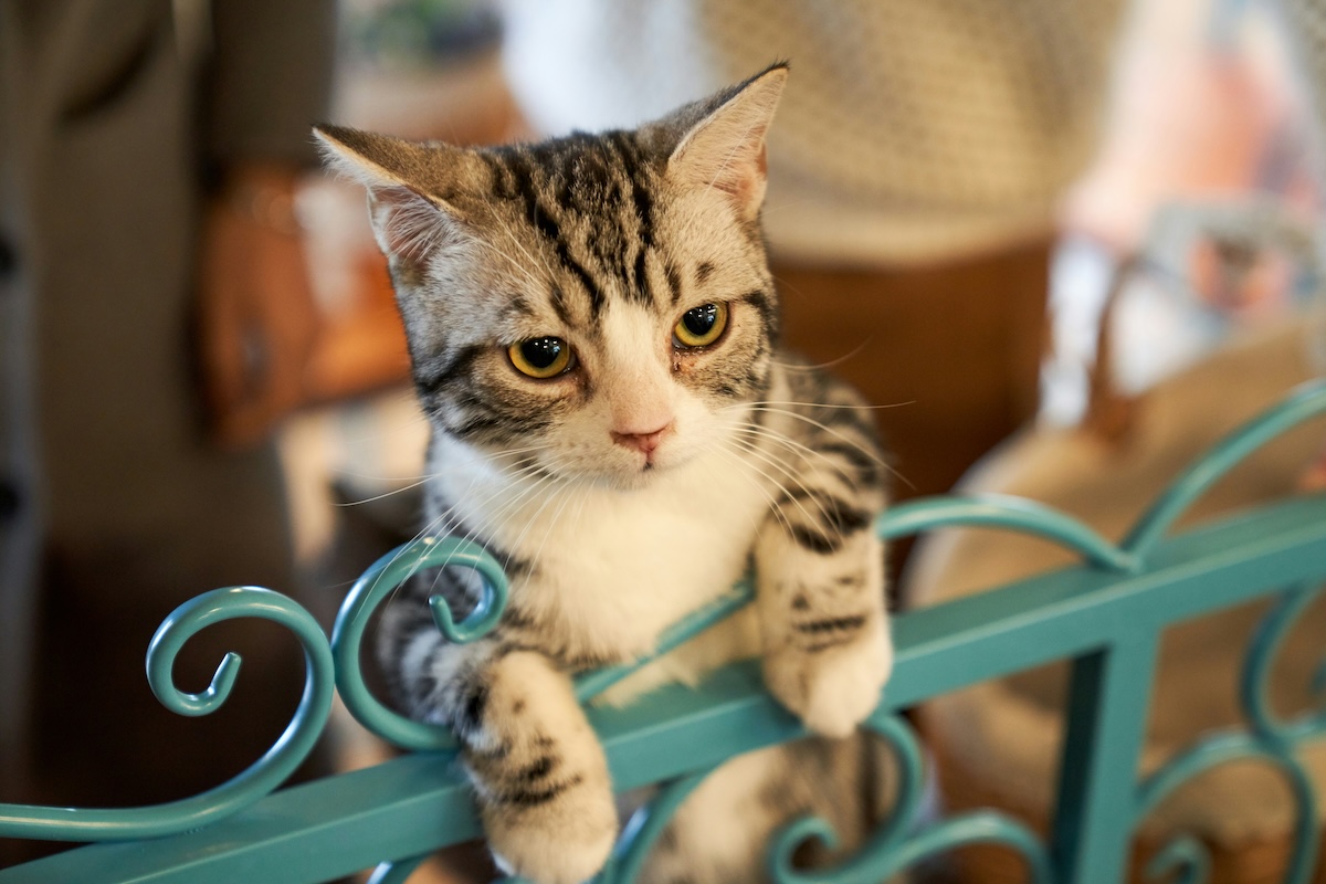 a gray striped cat