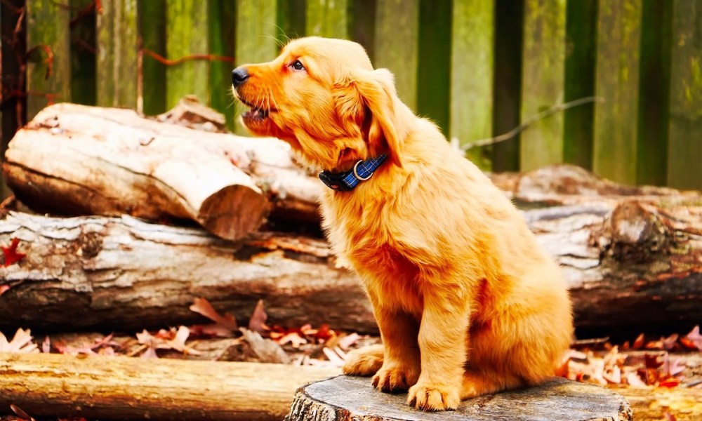 A puppy sits on a log and howls