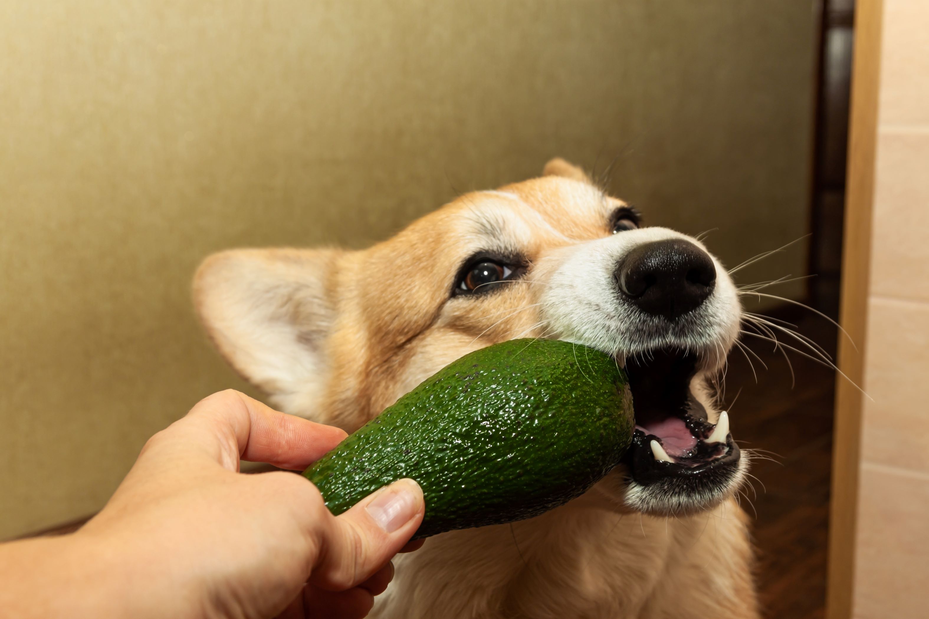 Corgi with an avocado