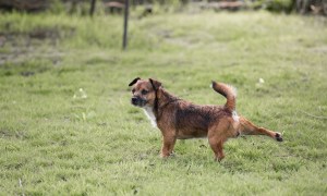 Dog scratching and kicking the ground after doing business