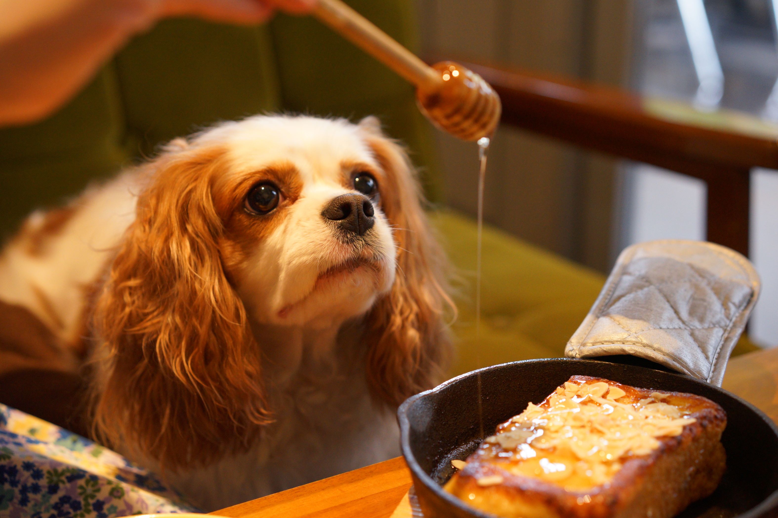 Dog watching honey dripping