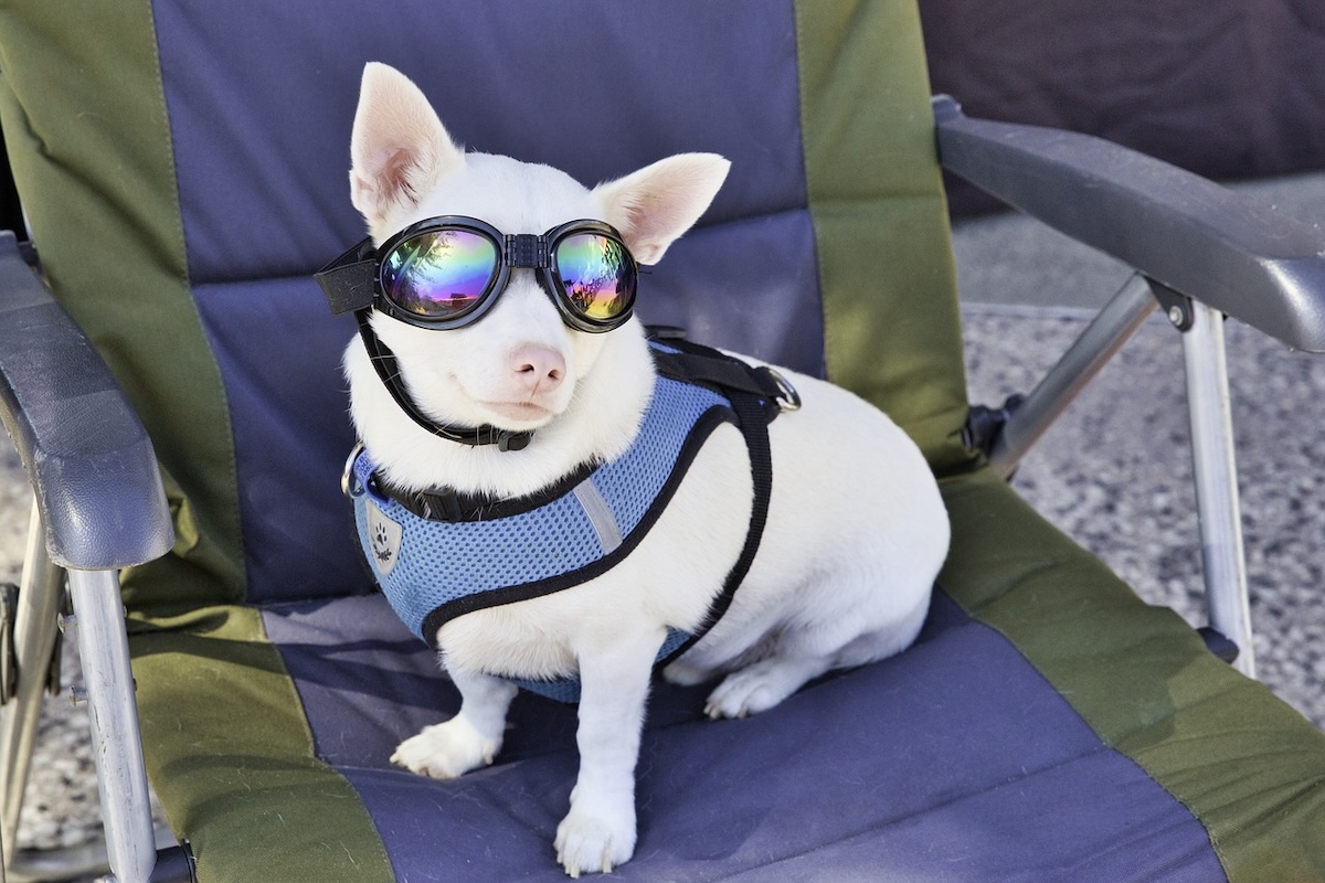 Dog sits in a chair wearing sunglasses