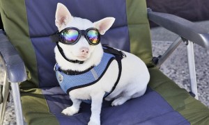 Dog sits in a chair wearing sunglasses