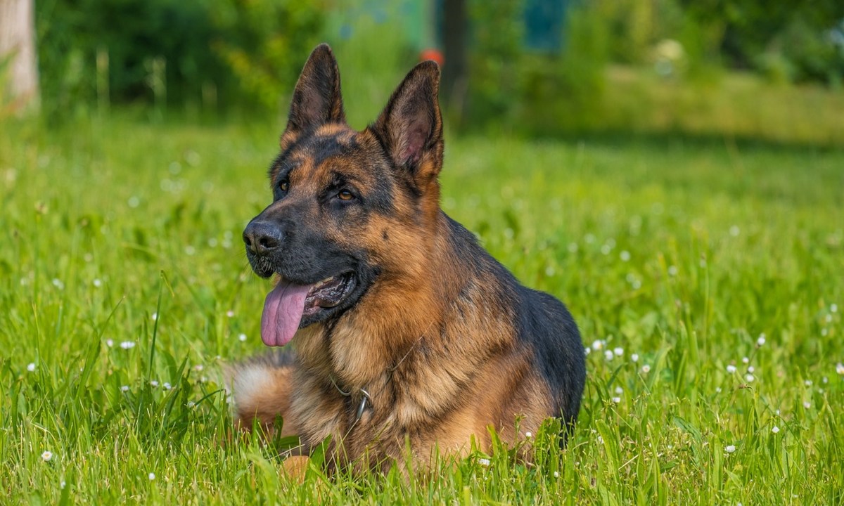 A German shepherd lies in the grass