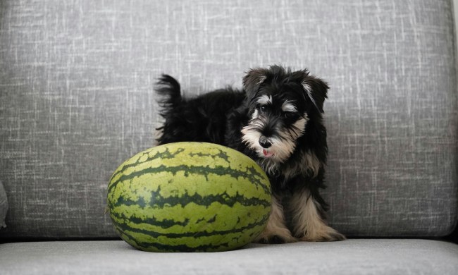 A small black dog stands next to a whole watermelon on a sofa