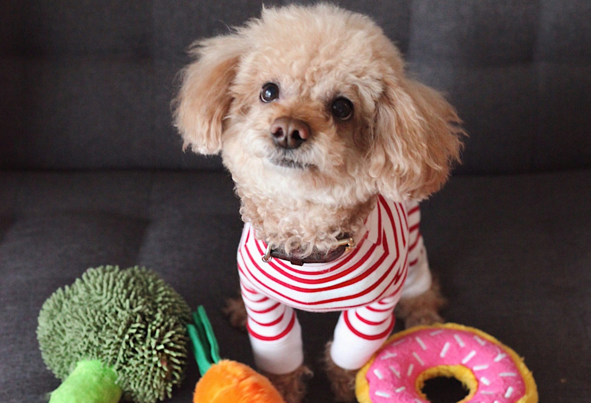 A miniature poodle in a striped red and white sweater sits on a couch in front of food-shaped dog toys