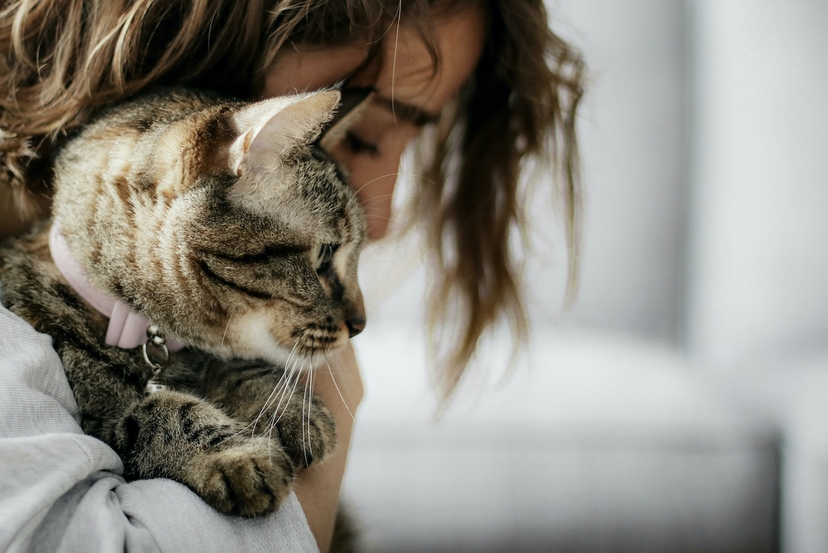 why-do-cats-like-earwax-pawtracks