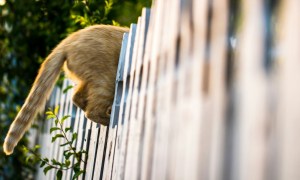 An orange cat's butt behind a white garden fence