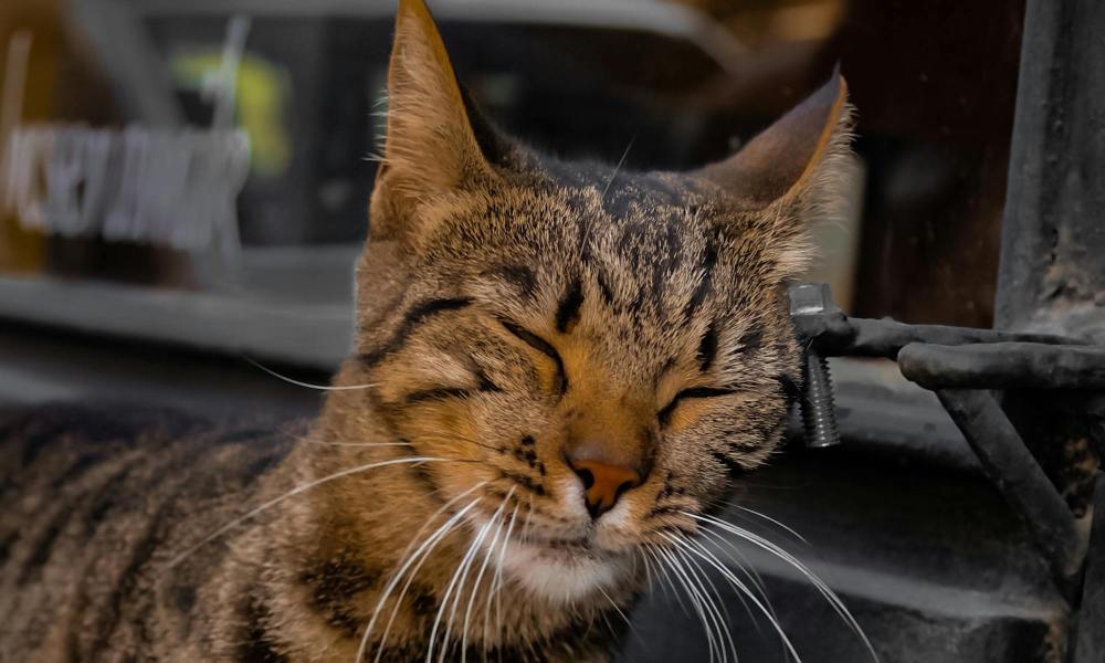 A tabby cat closes their eyes and rubs their face on a pipe