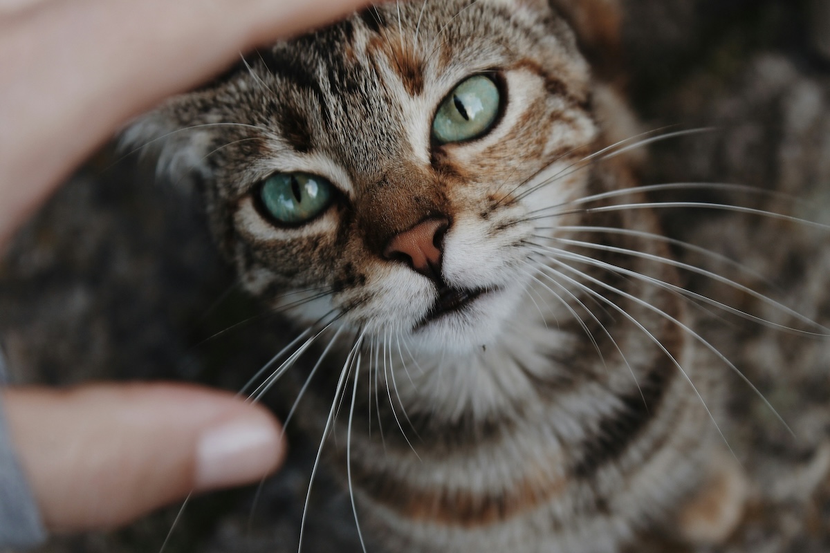 gray cat closeup