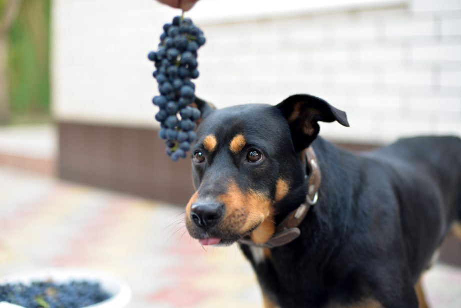Black dog looking at purple grapes