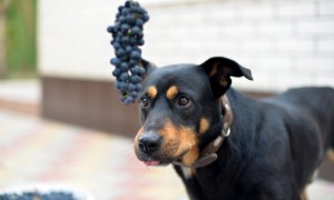 Black dog looking at purple grapes