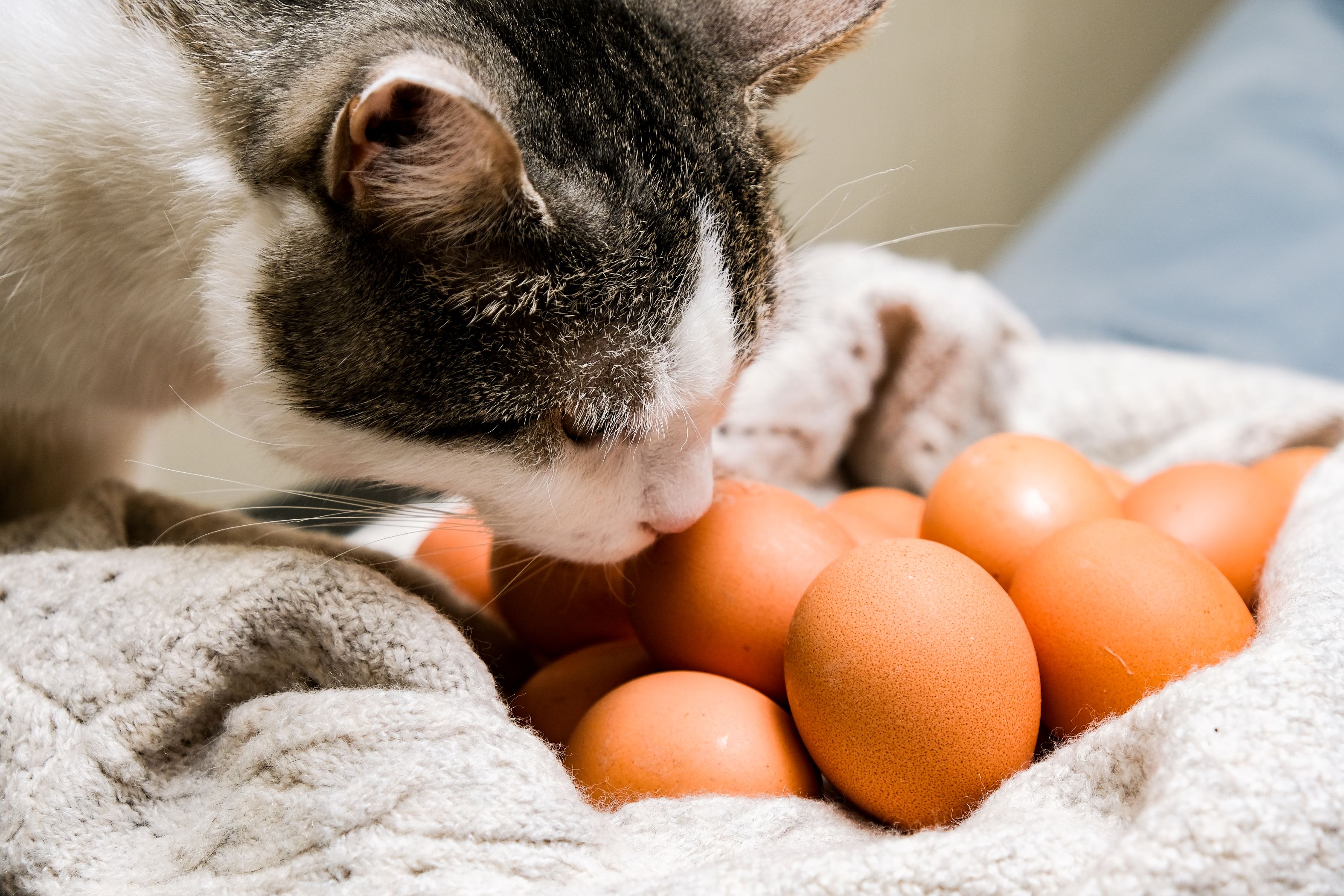 Cat sniffing eggs
