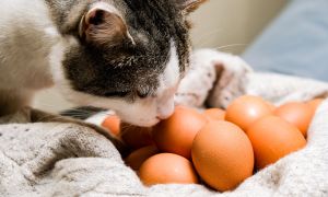 Cat sniffing eggs