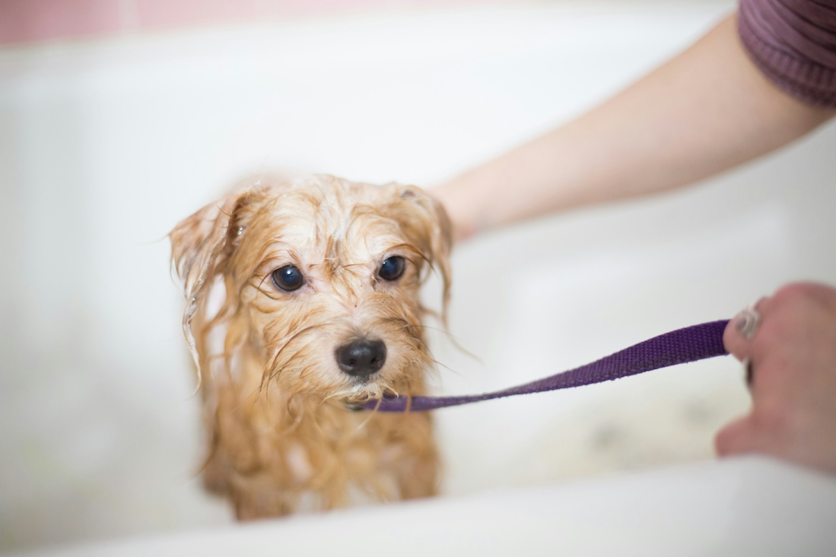 small dog on a purple leash in a bath