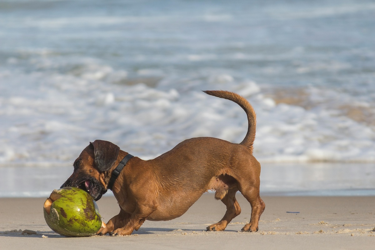 A dachshund plays with a coconut shell on the beach