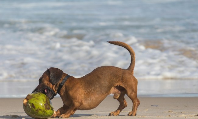 A dachshund plays with a coconut shell on the beach
